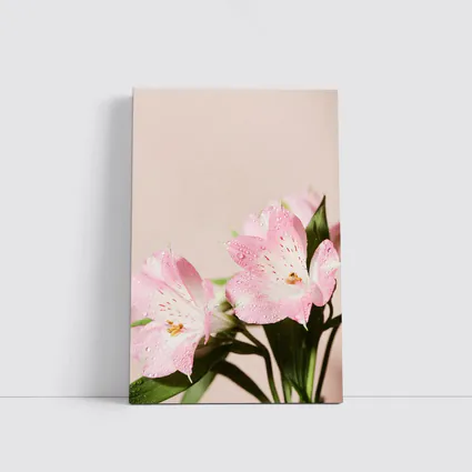 Pink Alstroemeria Flowers Soft Blush Background