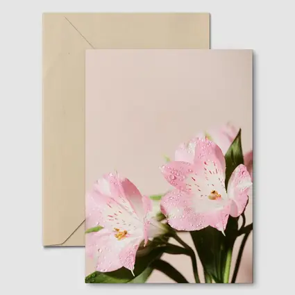 Pink Alstroemeria Flowers Soft Blush Background