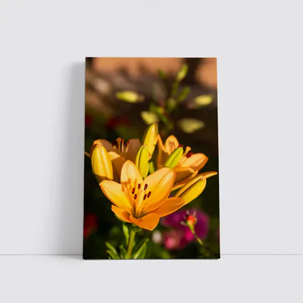 Orange Lily Flowers Blooming Garden Background