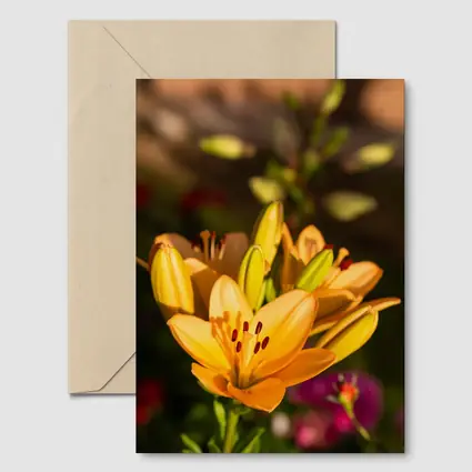 Orange Lily Flowers Blooming Garden Background