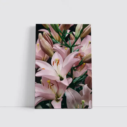 Pink Lily Flowers Close Up Dark Background