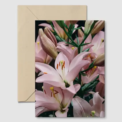 Pink Lily Flowers Close Up Dark Background