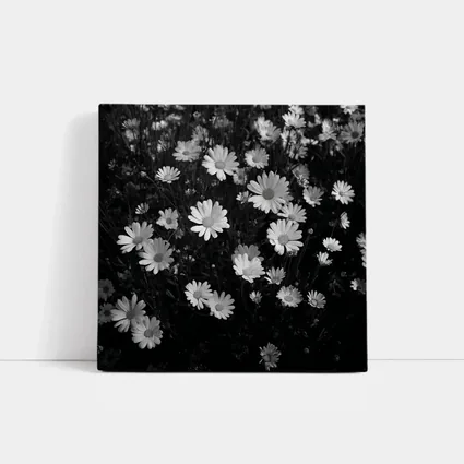Black and White Daisy Field Floral Art