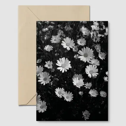 Black and White Daisy Field Floral Art