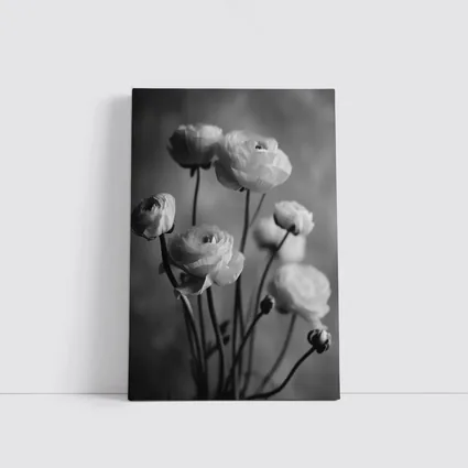 Black and White Ranunculus Flowers Soft Background