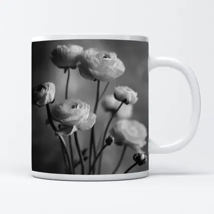 Black and White Ranunculus Flowers Soft Background