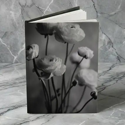 Black and White Ranunculus Flowers Soft Background