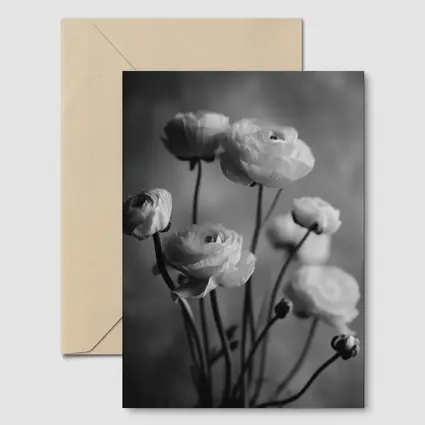 Black and White Ranunculus Flowers Soft Background
