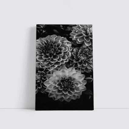 Black and White Dahlia Flowers Dark Background