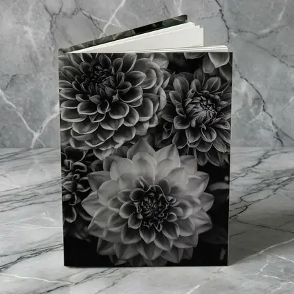 Black and White Dahlia Flowers Dark Background
