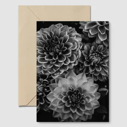 Black and White Dahlia Flowers Dark Background