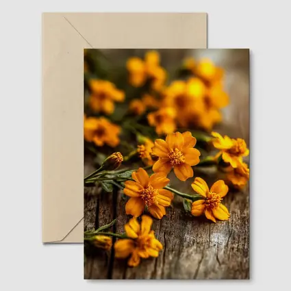 Orange Cosmos Flowers On Rustic Wood