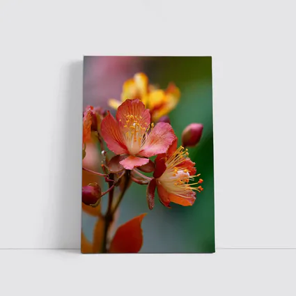 Red Orange Tropical Flowers Green Background