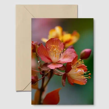 Red Orange Tropical Flowers Green Background