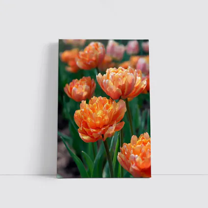 Orange Double Tulips Garden Sunny Day