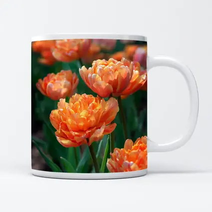 Orange Double Tulips Garden Sunny Day