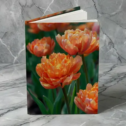 Orange Double Tulips Garden Sunny Day