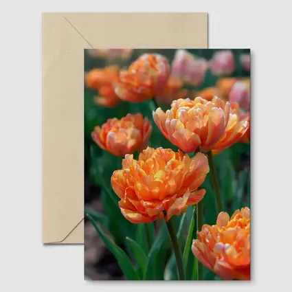 Orange Double Tulips Garden Sunny Day