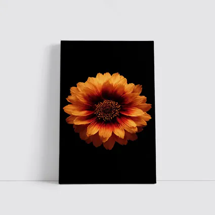 Orange Gaillardia Flower Black Background