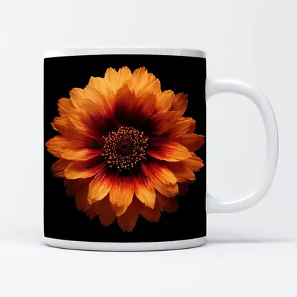 Orange Gaillardia Flower Black Background