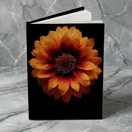 Orange Gaillardia Flower Black Background