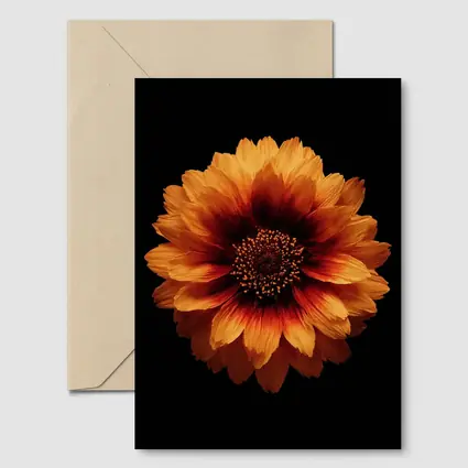 Orange Gaillardia Flower Black Background