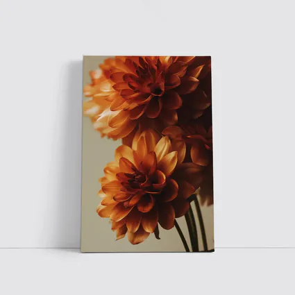 Orange Dahlia Flowers Close Up Neutral Background