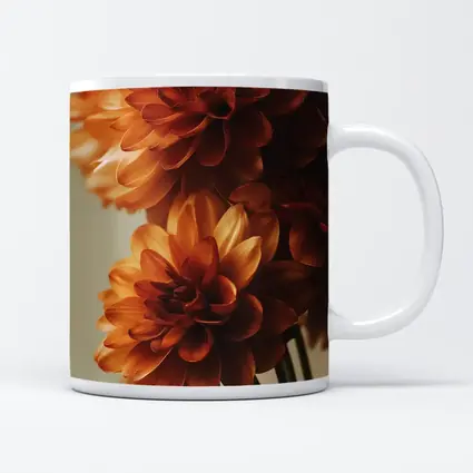 Orange Dahlia Flowers Close Up Neutral Background