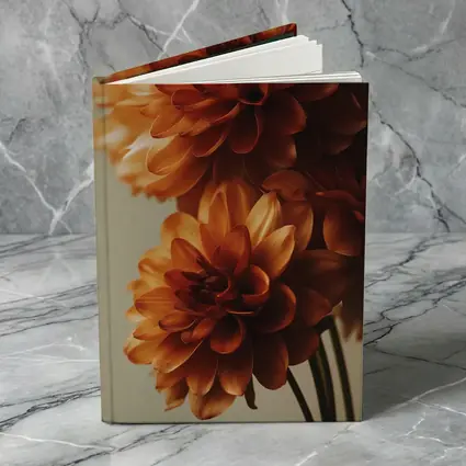 Orange Dahlia Flowers Close Up Neutral Background