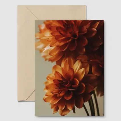 Orange Dahlia Flowers Close Up Neutral Background