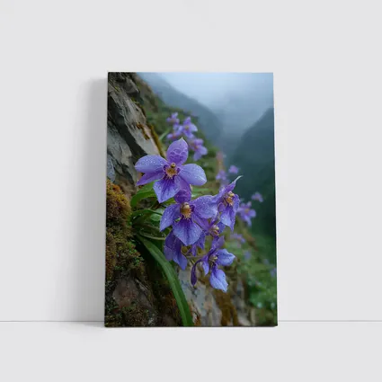 Purple Orchids Growing on Misty Mountain Cliff