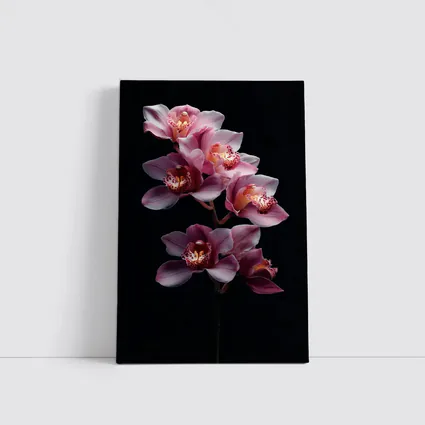 Pink Cymbidium Orchid Flowers Black Background
