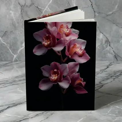 Pink Cymbidium Orchid Flowers Black Background