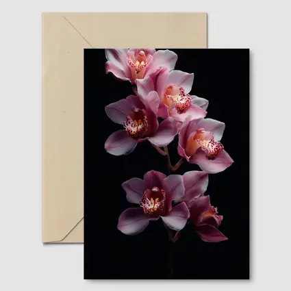 Pink Cymbidium Orchid Flowers Black Background