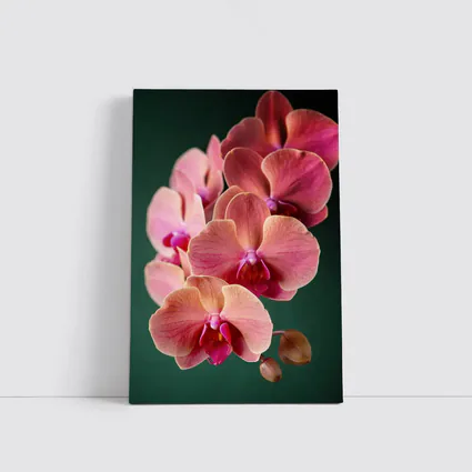 Pink Phalaenopsis Orchid Flowers Dark Green Background