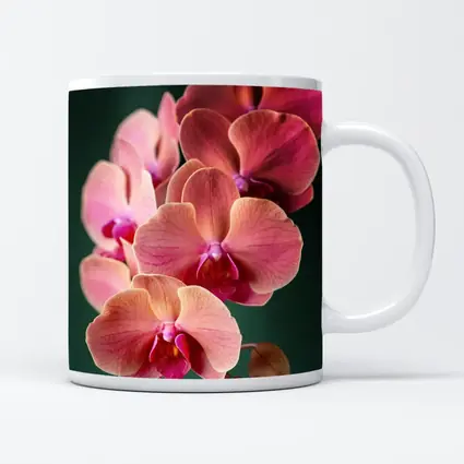 Pink Phalaenopsis Orchid Flowers Dark Green Background