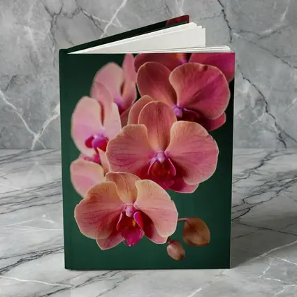 Pink Phalaenopsis Orchid Flowers Dark Green Background
