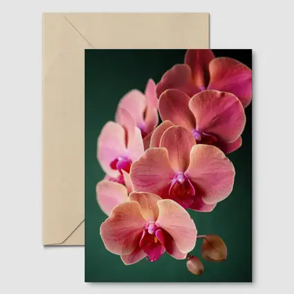 Pink Phalaenopsis Orchid Flowers Dark Green Background