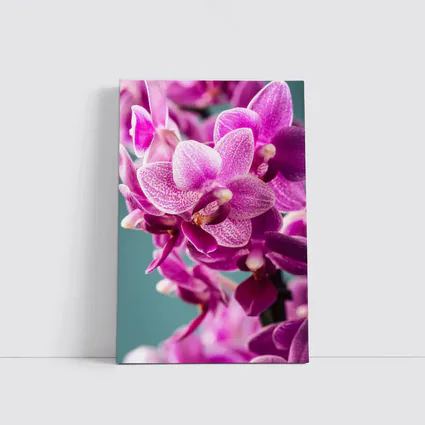 Pink Orchid Flowers on Teal Background