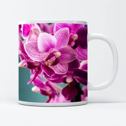 Pink Orchid Flowers on Teal Background