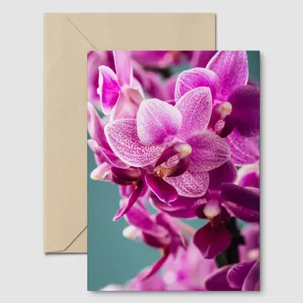 Pink Orchid Flowers on Teal Background