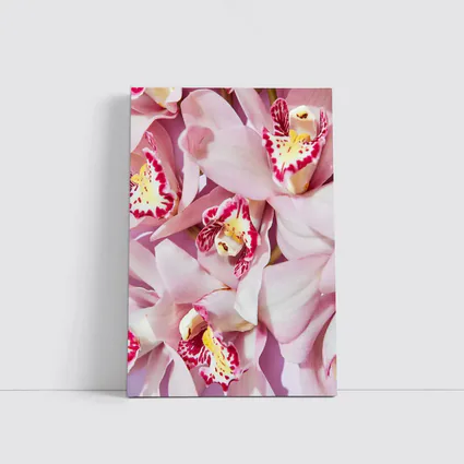 Pink Cymbidium Orchids on Pink Background