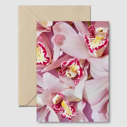 Pink Cymbidium Orchids on Pink Background