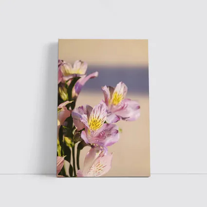 Pink Alstroemeria Flowers Soft Beige Background