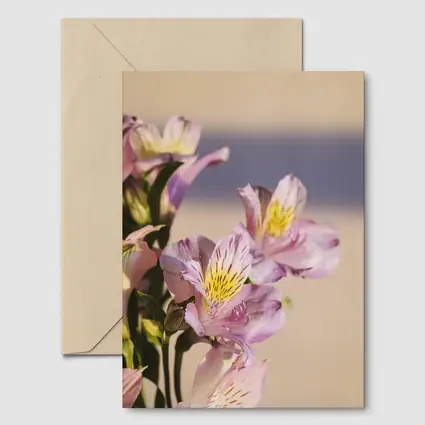 Pink Alstroemeria Flowers Soft Beige Background