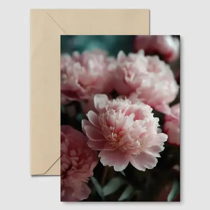 Pink Peonies Blooming Soft Floral Arrangement