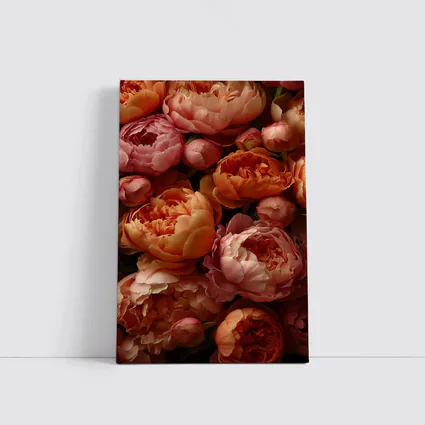 Pink and Orange Peonies Close Up Floral