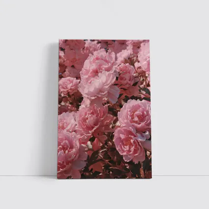 Pink Peonies Blooming In Soft Sunlight