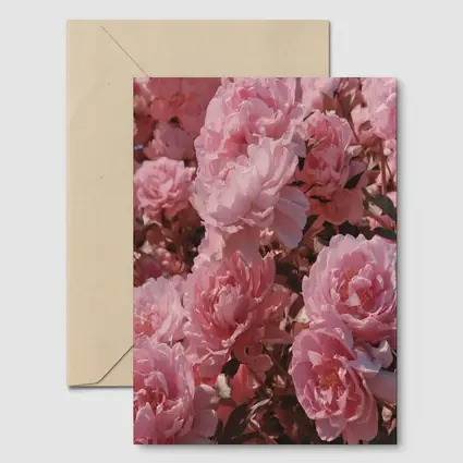 Pink Peonies Blooming In Soft Sunlight