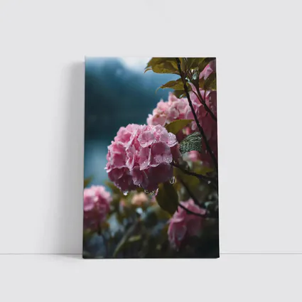 Pink Hydrangeas With Rain Drops Moody